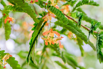  flowers of tamarind