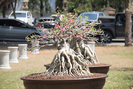Closed up big Adenium obesum or desert rose in bonsai style