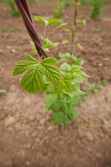 detail of czech hop