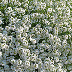 Duftsteinrich - Lobularia maritima