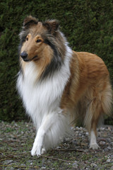 Langhaariger Collie
