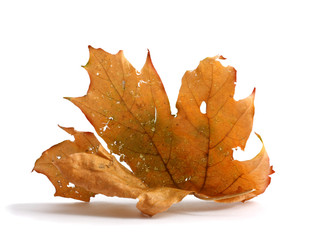Autumn maple branch with leaves isolated on a white background