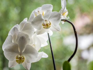 Weiße Orchideen mit grünem Hintergrund