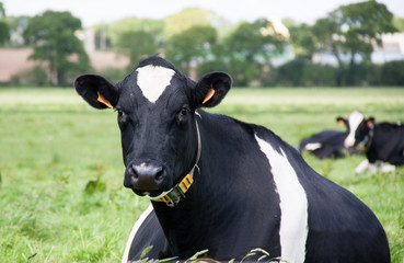 Vache Holstein en pature