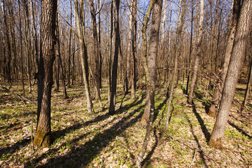 Fototapeta premium spring wood 