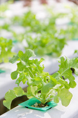 Hydroponics vegetable farm,Green Coral,Frillie Iceburg Lettuce