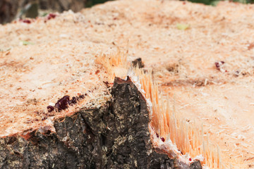 stump of tree felled - section of the trunk with annual rings