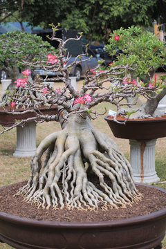 Closed up big Adenium obesum or desert rose in style bonsai