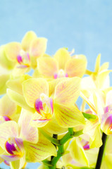 Nahaufnahme von gelben Orchideenblüten, Hochformatfoto