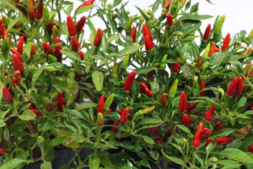 Chili farm