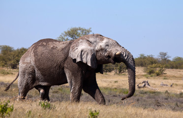 Fototapeta na wymiar elephant bull