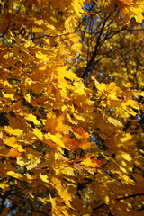 Autumn maple