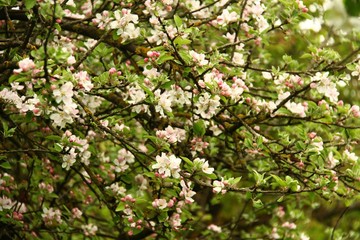 apfelblueten I