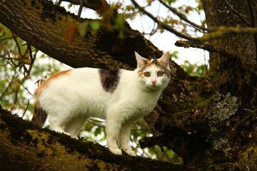 mimi auf moosigem baum I