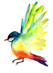 watercolor sketch: colored bird on a white background