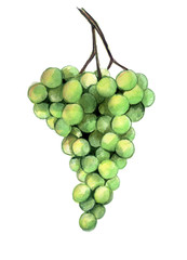 watercolor sketch: branch of green grapes on a white background