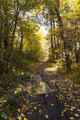 Fototapeta premium the autumn wood 