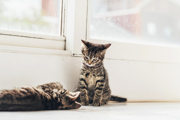 Gray Kitten Watching his Mate Playing on the Floor