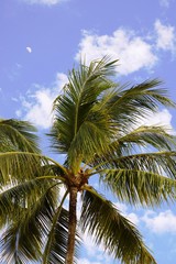 Obraz premium 夕陽を浴びるヤシの木