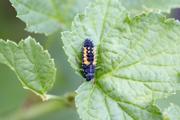 Raupe