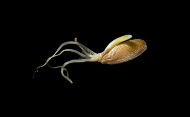 Rye germ