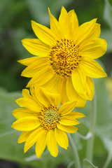 Sun Flowers in Yellowstone National park