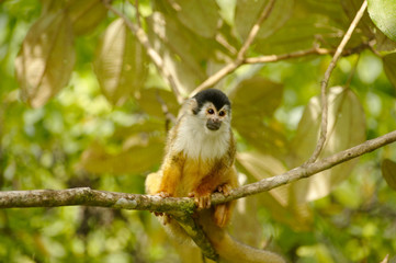 Squirrel Monkey