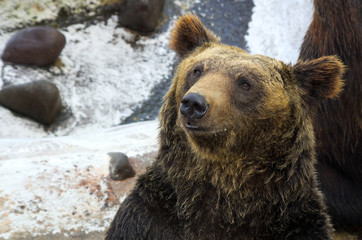 Fototapeta na wymiar Медведь