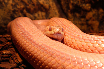 Fototapeta premium Grass Snake is molting - Ringelnatter