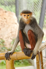 Close-up Red-shanked Douc (Pygathrix nemaeus)