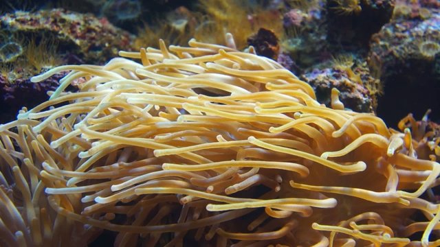 Tentacles of a sea anemone closeup in aquarium
