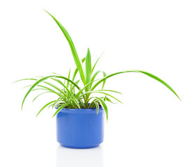 green Chlorophytum plant in the pot