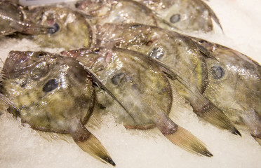 John Dory (Zeus faber)  fishes