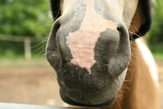 Closeup of nostrils of a horse head