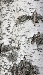 texture of birch bark, closeup