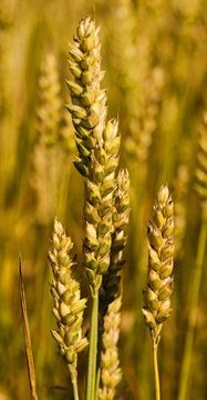 ripe wheat 