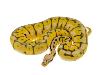 Python