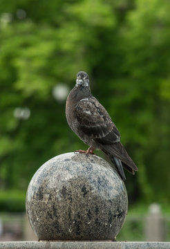 Dove on the stone