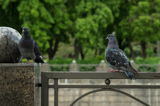 Pigeon in love
