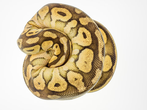 Python