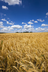 wheat field  
