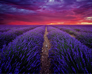 Fototapeta na wymiar Beautiful image of lavender field Summer sunset landscape