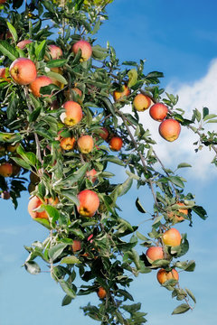 Frische &Auml;pfel am Baum