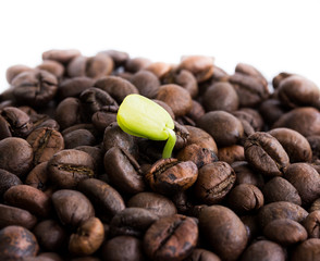 Plants grow on coffee beans