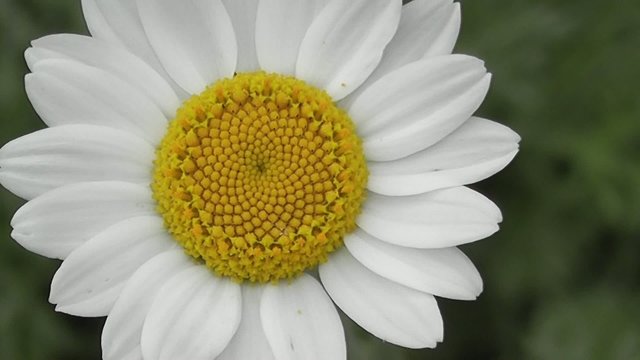Daisy Flower Fibonacci Spirals Phi golden Ratio, 1.618