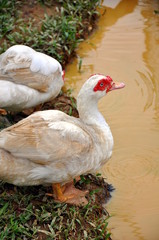 Canard musqué