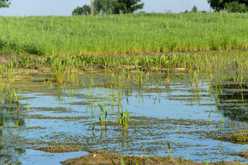 field flooded with damage from water
