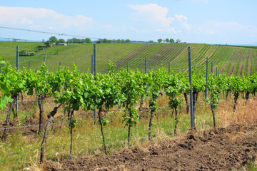Fototapeta na wymiar Vineyards in Moravia, Czech republic. Beautiful rural scenery.