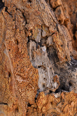 The skin of the tree