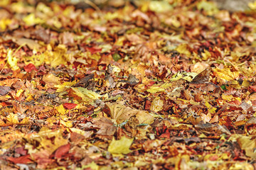 Colorful autumn leaves